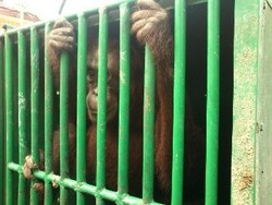 3 Orangutan Berhasil Diselamatkan Saat Terjebak di Kawasan HTI di Kaltim