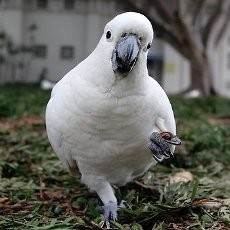 Burung Peliharaannya Gemar Mengumpat, Wanita AS Diadili