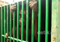 3 Orangutan Berhasil Diselamatkan dari Kawasan HTI