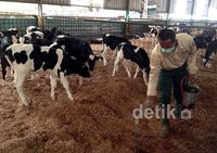 Mengunjungi Peternakan Terbesar se-Asia Tenggara