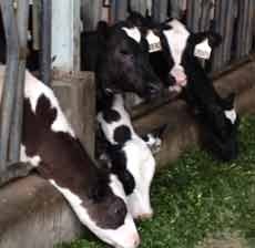 Populasi Ternak Sapi Potong di Jatim Diprediksi Tembus 5 Juta Ekor