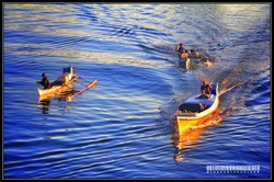 Berlomba Ke Pelelangan...