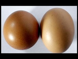 Wow, Ada Telur Dengan Bentuk Bulat Sempurna!