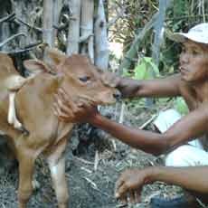 Sapi Berkaki Enam Gemparkan Warga Sumenep