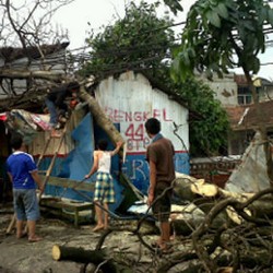 Cegah Tumbang Diterpa Angin, Diskamtam Segera Pangkas Pohon