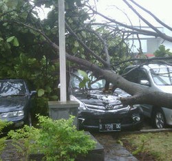 Bruk! Pohon Tumbang Timpa 3 Mobil di Kantor PR