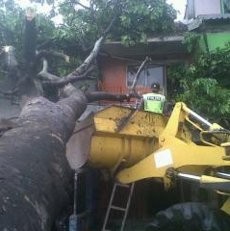 Pohon Angsana Timpa Dua Bengkel di Caringin