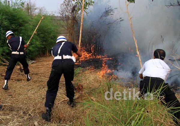 Kemarau, Tanaman Kering Mudah Terbakar
