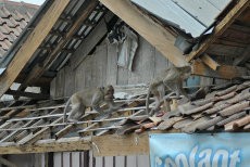 Puluhan Monyet Serang Warung di Pinggiran Semarang