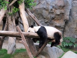Bertemu Panda Lucu di Ocean Park Hong Kong