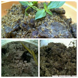 Dendeng Ragi Resep Ibu