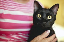 Busyet! Kucing Masuk ke Koper, Terbawa Terbang ke Orlando