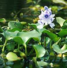 World Bank Tertarik Investasi Eceng Gondok di Lamongan