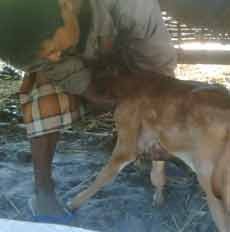 Lagi, Sapi Aneh Tanpa Kelamin dan Anus Lahir di Sumenep