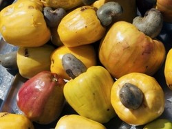 Ternyata Kandungan Vitamin C Jambu Monyet Empat Kali Jeruk