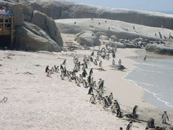 Lucu! Bisa Berjemur Bareng Penguin di Pantai Ini