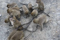 Pulau Kembang, Kerajaan Monyet di Kalimantan Selatan