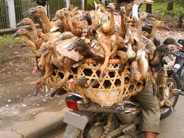 Motor dan Hewan Boncenger