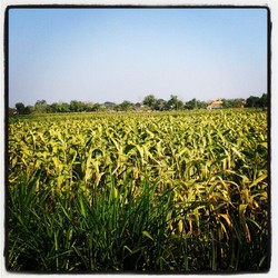 Sawah