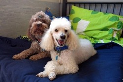 Guk! Guk! Ada Hotel Bulan Madu Untuk Anjing