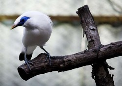 Main Burung di 4 Tempat Ini