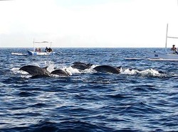 6 Tempat Paling Asyik Untuk Berenang Bareng Lumba-lumba 