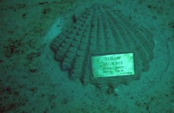 Wah! Ada Makam Bawah Laut Pertama di Dunia