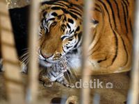 Wow! Si Manis Lahirkan 4 Bayi Harimau