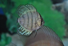 Ada Ikan Berlafal Allah dan Muhammad di Semarang