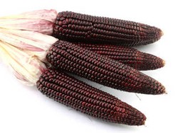 Jagung Ungu Mampu Cegah Diabetes dan Gangguan Ginjal