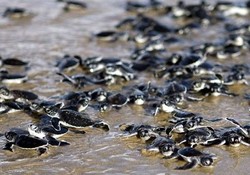 Seru! Akhir Pekan Bersama Bayi Penyu di 4 Tempat Ini