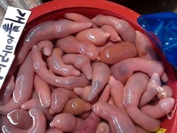 Ikan Penis, Cacing Gendut yang Gurih Enak