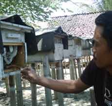 Peternak Lebah Raup Untung Saat Kemarau