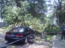 Batang Beringin Dibersihkan, Lalin di Taman Suropati Kembali Lancar