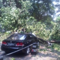 Batang Beringin Depan Rumah Dinas Foke Patah, Timpa 6 Motor