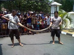 Ular Phyton 3 Meter Diselamatkan Polisi Semarang