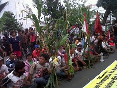 Ratusan Petani Bawa Pohon Jagung Demo ke Kantor Gubernur Sumut