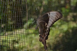 Ada Ribuan Kupu-kupu Berkumpul di Sulawesi Selatan!