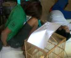 Pencuri Burung Tersungkur Diterjang Timah Panas Polisi