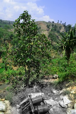 Tambang Emas