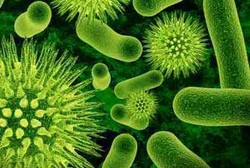 Infeksi Salmonella, Infeksi akibat Makan Makanan yang Terkontaminasi Bakteri