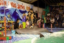  Sirkus Keliling Lumba-lumba Masih Beredar, Pemerintah Harus Bertindak!