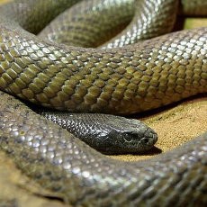 Digigit Ular Paling Berbisa di Dunia, Remaja Australia Kritis