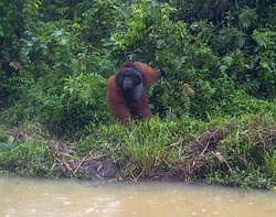 Samboja, Satu Lagi Rumah Bagi Orangutan Kalimantan