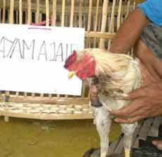 Ajaib! Ayam Jago Hidup Meski Disembelih Hingga Leher Putus