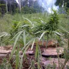  83 Hektar Ladang Ganja Ditemukan di Aceh dalam 2 Pekan