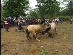 Buah Tangan dari Pulau Muna