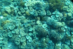 Amboi! Cantiknya Surga Bawah Laut Pink Beach