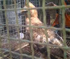 Dua Pedagang Diamankan Jual Satwa-satwa Langka