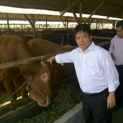 Dibuka 5.000 Lowongan untuk Urus Peternakan Sapi RNI